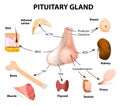 Summary hormones secreted from the pituitary gland Royalty Free Stock Photo