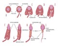 Summary of the major stages in spermiogenesis, from spermatid to spermatozoon. Main part are marked with lines. Anatomy ans Royalty Free Stock Photo