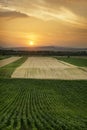 Summer above grain field