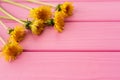 Summer abstract background mockup flowers borders frames yellow dandelions Royalty Free Stock Photo