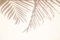 Summer abstract background of shadow exotic palm leaves on a white wall. Royalty Free Stock Photo