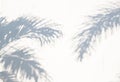 Summer abstract background of shadow exotic palm leaves on a white wall. Royalty Free Stock Photo