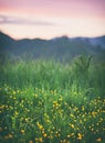 Summer abstract nature background with grass and flower Royalty Free Stock Photo