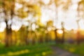 Summer abstract nature blurred outdoor background. High trees in parkland in bokeh sparkles with beautiful sunset light