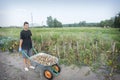 In summer, in the garden, a boy in a wheelbarrow carries a potato crop Royalty Free Stock Photo