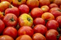 Summer afternoon at Farmer`s Market in Fort Collins Colorado Royalty Free Stock Photo