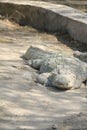 The Resting Crocodile - Sunbathing