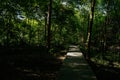 Summer afternoon sunlight on planked path in flourishing woods Royalty Free Stock Photo