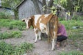 In the summer afternoon  a woman milks a cow on the street Royalty Free Stock Photo