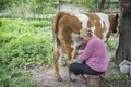 In the summer afternoon  a woman milks a cow on the street Royalty Free Stock Photo