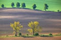 Summer agricultural background