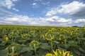 Summer in an agricultural land. A vast field of blooming sunflowers under a blue sky with clouds.