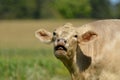 Portrait Charolais cow with its mouth open