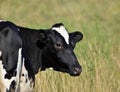 Portrait of a Holstein cow