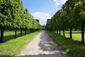 Summer alley in a green park