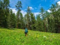 Summer alpine trekking, climbing through a green meadow with various grasses through a high-altitude coniferous forest. Solo