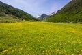 Summer in the Alps. Blooming alpine meadow and lush green woodland set amid high altitude mountain range. Royalty Free Stock Photo