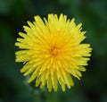 Dandelion flower yellow