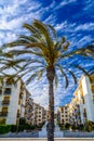 Summer apartments condominium on the Mediterranean seaside with a palm tree in front