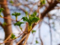 Summer apple tree first sprouts.