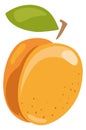 Summer apricot icon. Cartoon sweet healthy fruit