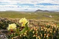 Summer Arctic landscape. Beautiful wild flowers (Rhododendron aureum) on a hillside in the tundra Royalty Free Stock Photo
