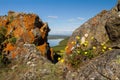Summer arctic landscape. Yellow flowers of Potentilla (cinquefoils) among the rocks. Royalty Free Stock Photo