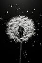 Monochrome flower dandelion plant white poster macro beauty nature art drops black blowball Royalty Free Stock Photo