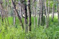 Summer Aspen Stand Royalty Free Stock Photo