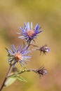 Summer Aster in August Royalty Free Stock Photo