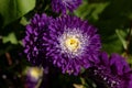 Summer aster Callistephus chinensis