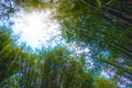 Summer atmosphere in bamboo forest Royalty Free Stock Photo