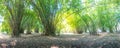 Summer atmosphere in bamboo forest Royalty Free Stock Photo