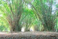 Summer atmosphere in bamboo forest Royalty Free Stock Photo