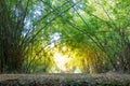 Summer atmosphere in bamboo forest Royalty Free Stock Photo