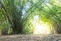 Summer atmosphere in bamboo forest Royalty Free Stock Photo