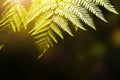 Summer atmosphere freshness tree fern leaves.