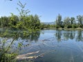 Summer atmosphere in the Old Rhine Nature Park, Lustenau - Vorfruehlings Stimmung im Naturpark Alter Rhein Royalty Free Stock Photo