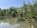 Summer atmosphere in the Old Rhine Nature Park, Lustenau - Vorfruehlings Stimmung im Naturpark Alter Rhein Royalty Free Stock Photo