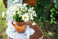 Summer atmosphere, simple home decor in the countryside. Beautiful white daisies on a wooden old chair along with a lace napkin