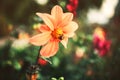 Summer and autumn blooming orange gerbera flowers background. A bee on a flower collects pollen. Template for design Royalty Free Stock Photo