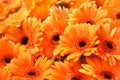 Summer/autumn blossoming gerbera flowers orange background Royalty Free Stock Photo