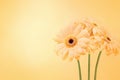 Summer/autumn blossoming gerbera flowers orange background, bright fall floral card Royalty Free Stock Photo