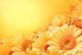 Summer/autumn blossoming gerbera flowers on orange background Royalty Free Stock Photo