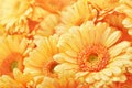 Summer/autumn blossoming gerbera flowers orange background Royalty Free Stock Photo