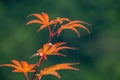 Summer or Autumn foliage , Japanese Red maple tree leaves, Acer palmatum, on blured background Royalty Free Stock Photo