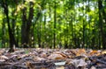 Summer or autumn forest or park sunny landscape. Dry colorful leaves on the ground, beautiful blurred green trees in the Royalty Free Stock Photo