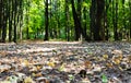 Summer or autumn forest or park sunny landscape. Dry colorful leaves on the ground, beautiful blurred green trees in the Royalty Free Stock Photo