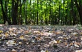 Summer or autumn forest or park sunny landscape. Dry colorful leaves on the ground, beautiful blurred green trees in the Royalty Free Stock Photo