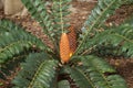 Orange cones of a Encephalartos ferox or Zululand Cycad Royalty Free Stock Photo